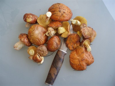 file 055.jpg