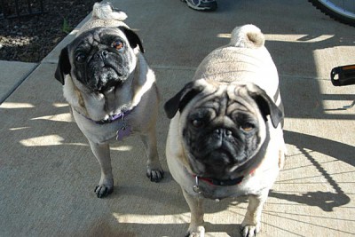 mops.jpg