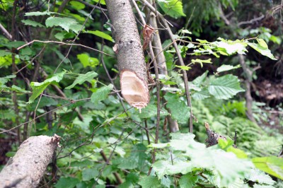 DSC_4033.jpg