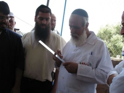 Rav_Mahpoud_checks_shechita_knife.jpg