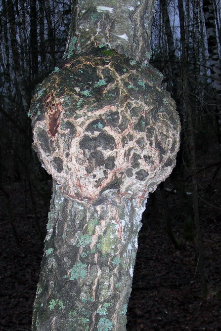 DSCN4591.jpg