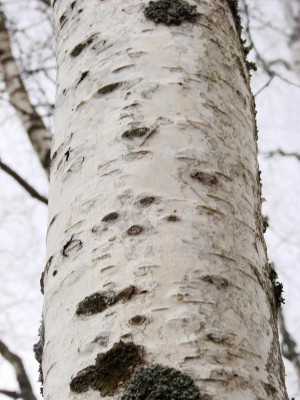 карелка.jpg